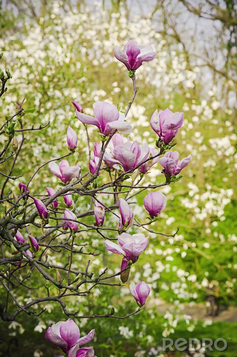 Poster Magnolia takken in de tuin