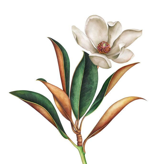 Poster Magnoliabloem omgeven door groenbruine bladeren