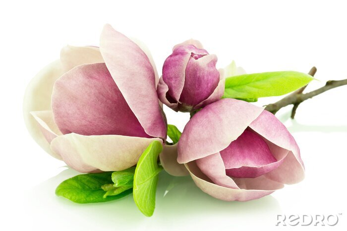 Poster Magnoliaknoppen op een witte achtergrond