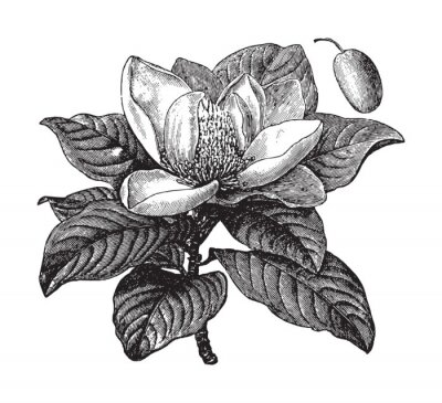 Poster Magnoliatak met bladeren botanische schets
