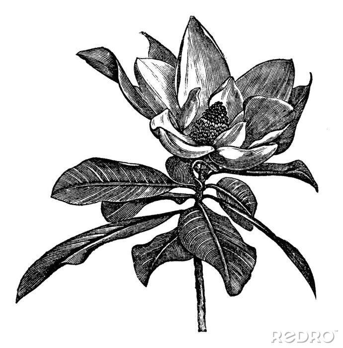 Poster Magnoliatak met één bloem