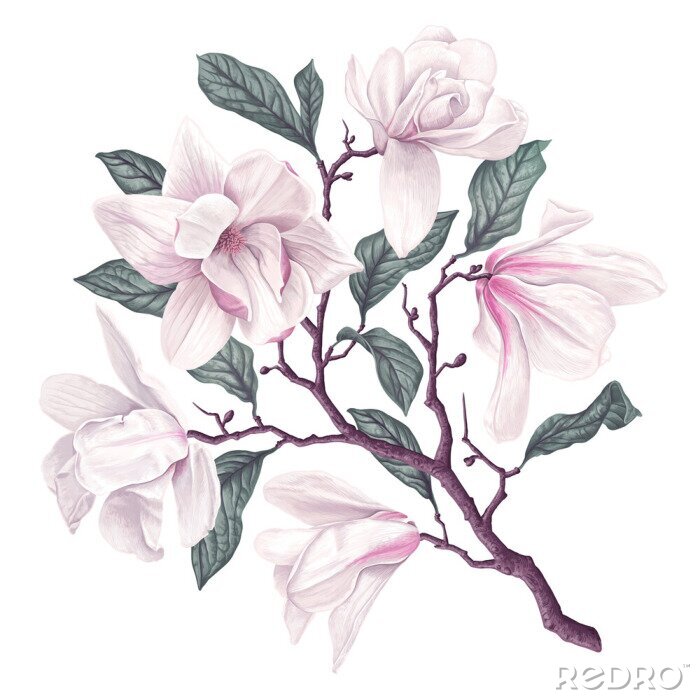 Poster Magnoliatak met roze bloemblaadjes