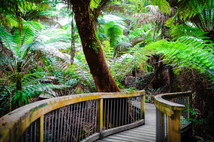 Poster Maits Rest Rainforest Trail on Great Ocean Road, Australia
