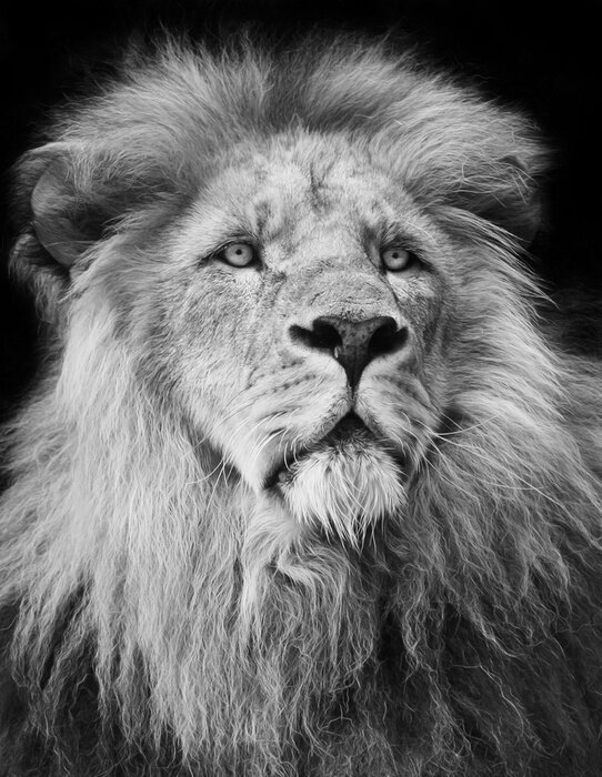 Poster majestic lion Portrait in black and white;