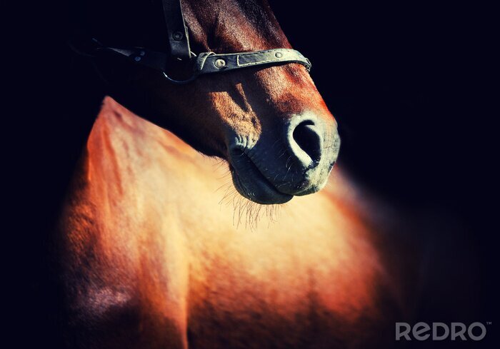 Poster Majestueus dier in de schaduw