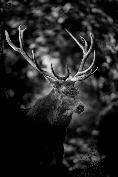 Poster Majestueus portret van een dier in een bos
