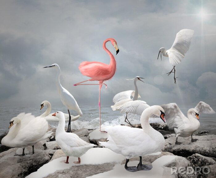 Poster Majestueuze flamingo tussen witte vogels
