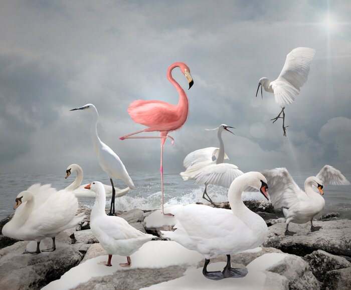 Poster Majestueuze flamingo tussen witte vogels