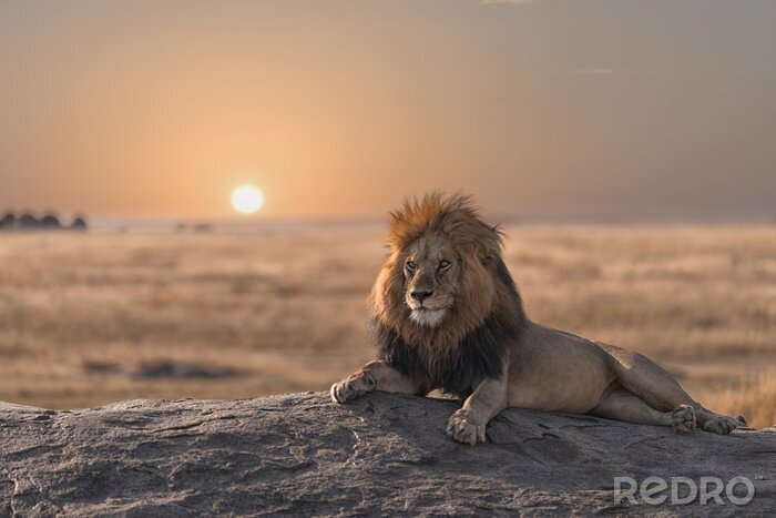 Poster Majestueuze leeuw bij zonsondergang