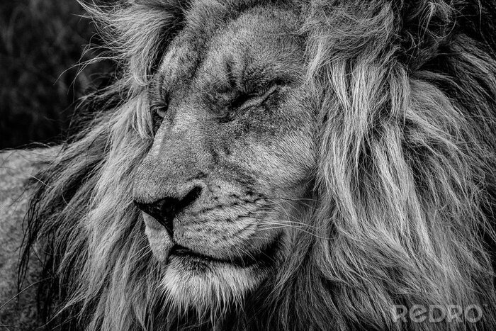 Poster Majestueuze leeuw die in slaap valt