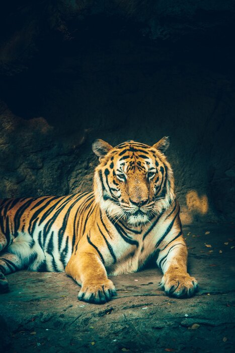 Poster Majestueuze tijger op de achtergrond van de rots