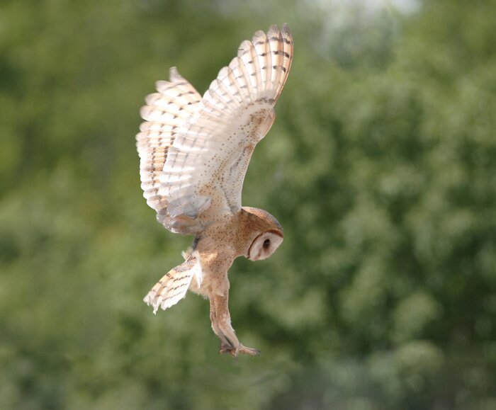 Poster Majestueuze uil op de achtergrond van het bos