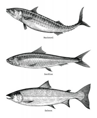 Poster Makreel, Sardine, zalm vissen hand tekenen vintage gravure illustratie