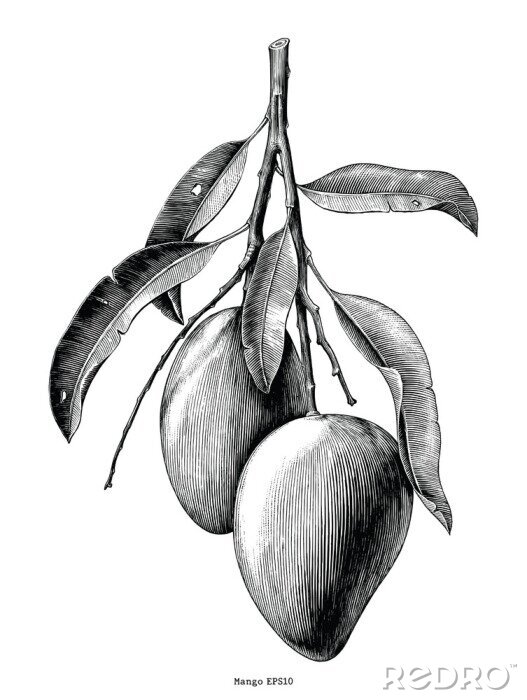 Poster Mangofruit op een takje zwart-witte tekening