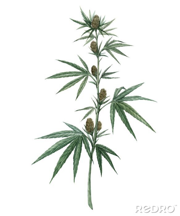 Poster Marihuanabladeren op een dun takje
