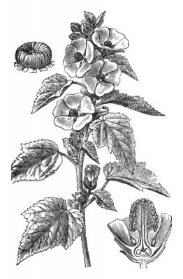 Poster Marshmallow-illustratie uit herbarium