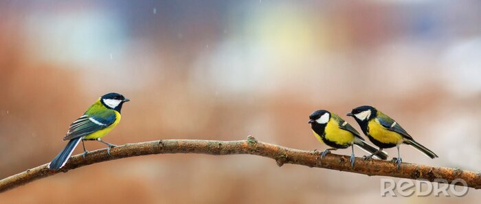 Poster Mees vogels