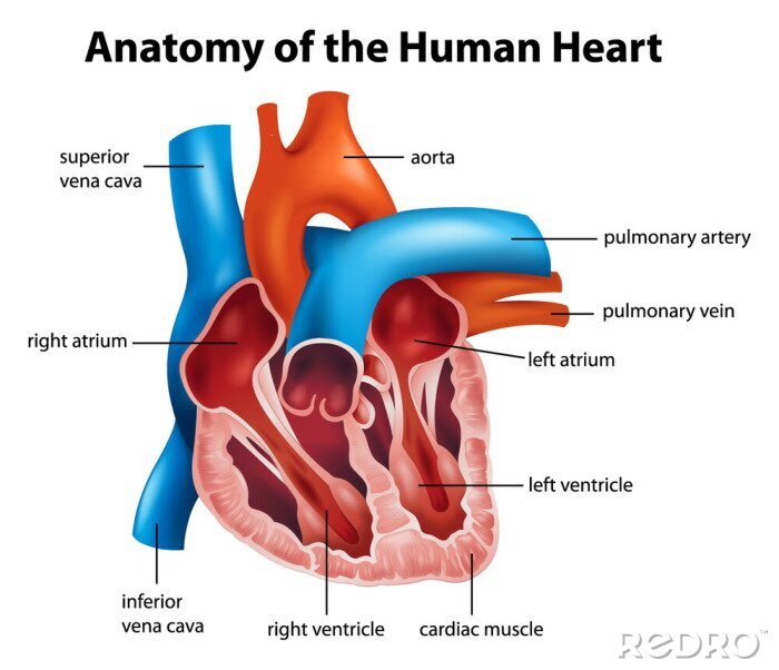 Poster Menselijk Hart Anatomie