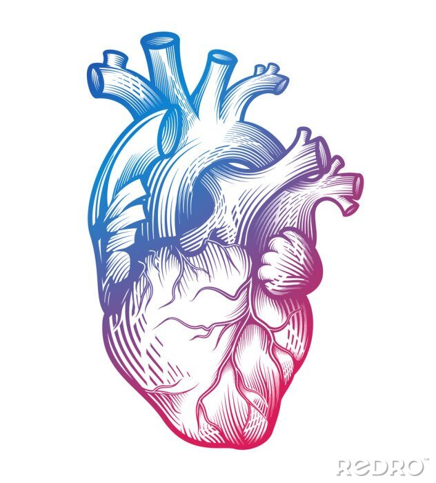 Poster Menselijk hart in gravuretechniek met onscherpe kleurverloop. Anatomisch correcte hand getrokken lijnkunst geïsoleerd op wit. Tattoo, t-shirt print ontwerp. Vector illustratie