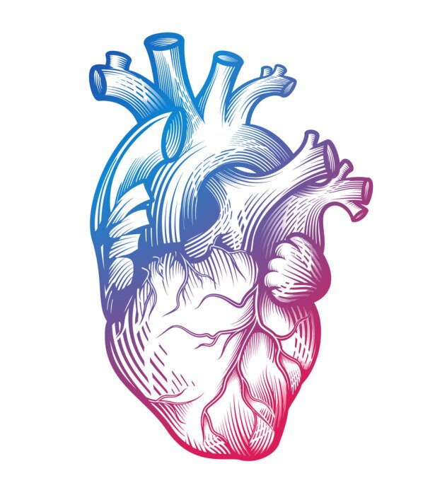 Poster Menselijk hart in gravuretechniek met onscherpe kleurverloop. Anatomisch correcte hand getrokken lijnkunst geïsoleerd op wit. Tattoo, t-shirt print ontwerp. Vector illustratie