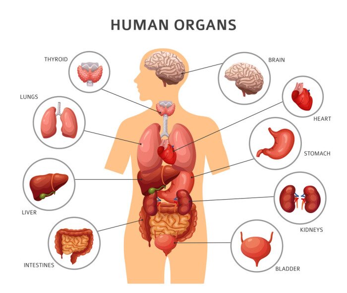 Poster Menselijk lichaam interne organen. Maag en longen, nieren en hart, hersenen en lever. Medische anatomie vector infographics. Lichaam van mens, lever en hersenen, hart en interne organenillustratie