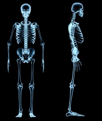 Poster menselijk skelet onder de x-stralen