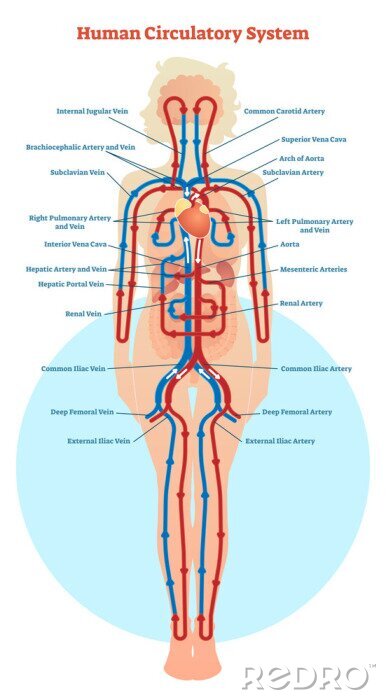 Poster Menselijke circulatiesysteem vector illustratie diagram, bloedvaten regeling