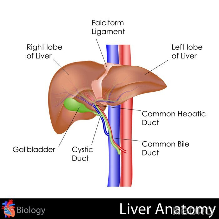 Poster Menselijke lever Anatomie