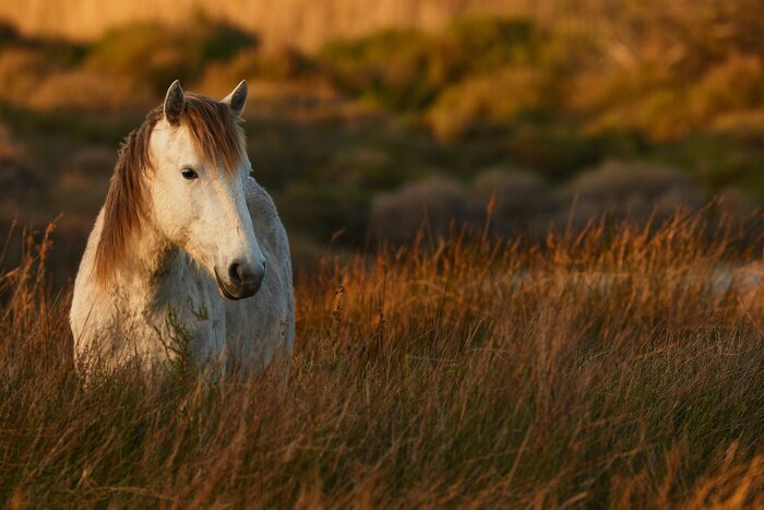 Poster Merrie in hoog gras