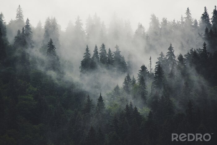 Poster Middag in een somber bos