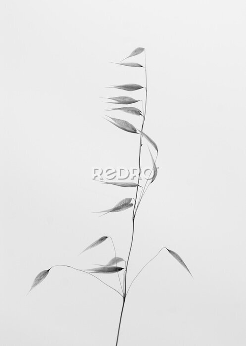 Poster Minimalistische foto van een grasaar