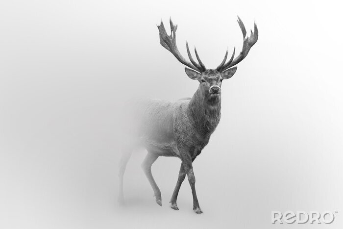 Poster Minimalistische fotografie van een hert in grijstinten