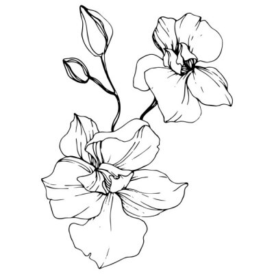 Poster Minimalistische orchidee in zwart-wit