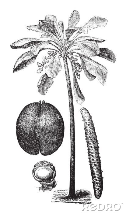 Poster Minimalistische tekening van drie plantmotieven