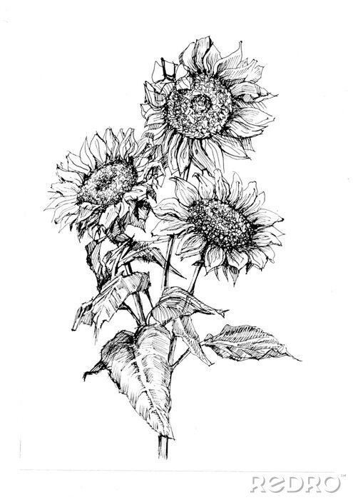 Poster Minimalistische zonnebloemen geschilderd met een zwarte lijn
