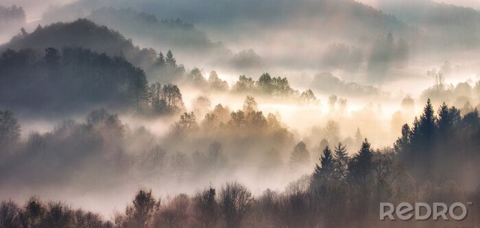 Poster Mist in het bos met zonnestralen boslandschap