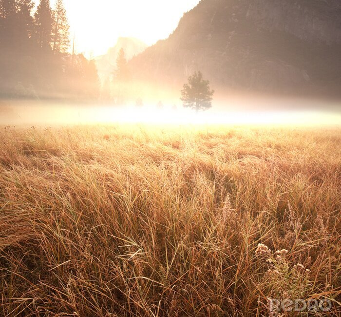 Poster Mist over een veld