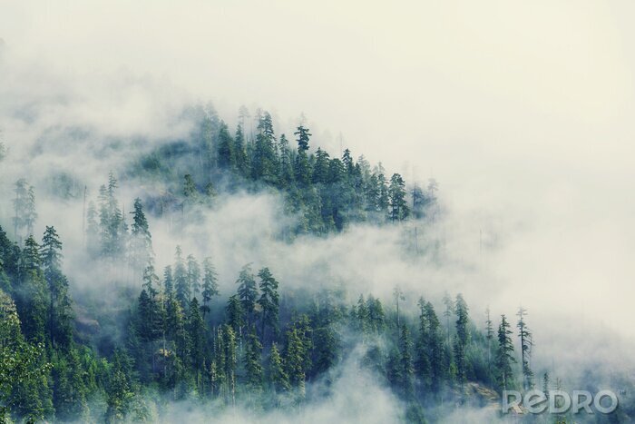 Poster Mist tussen de groene bomen