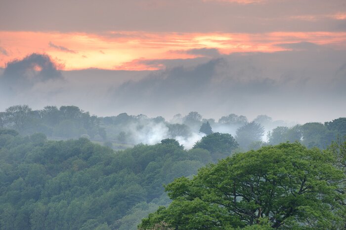 Poster Mistig boslandschap