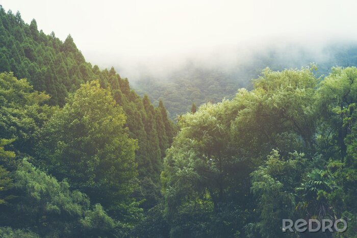 Poster Mistige boomtoppen