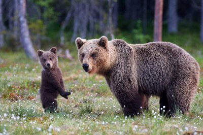 Poster Moeder beer en cub