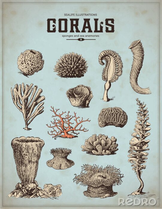 Poster Monochrome koralen in verschillende vormen