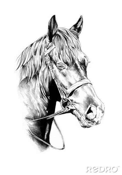 Poster Monochrome schets van een paard