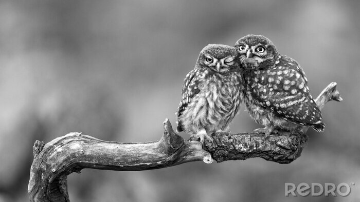 Poster Monochroom detail met uilen