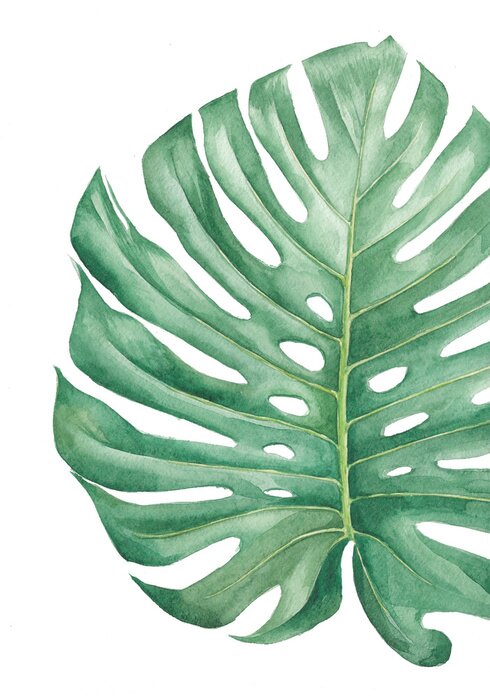 Poster Monstera blad geschilderd met water