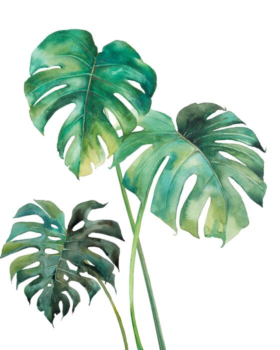 Poster Monstera-bladeren geschilderd met waterverf.