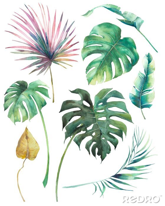 Poster Monsterabladeren en kleurrijke palmbomen