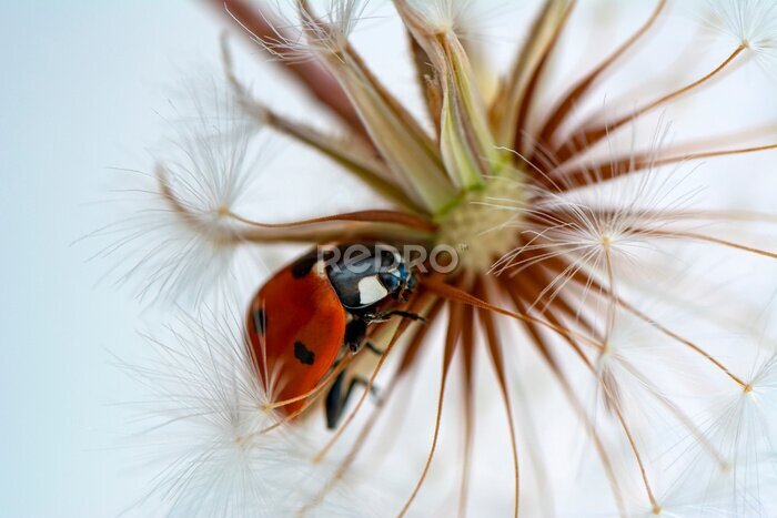Poster Mooi lieveheersbeestje zit op een paardenbloem