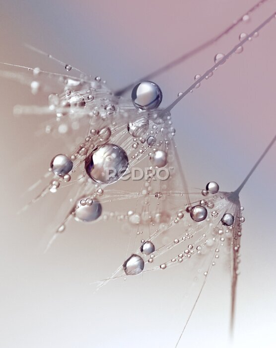 Poster Mooie dauw druppels op een paardebloem zaad macro. Mooie blauwe achtergrond. Grote gouden dauw druppels op een parachute paardenbloem. Zachte dromerige tender image artistieke vorm.