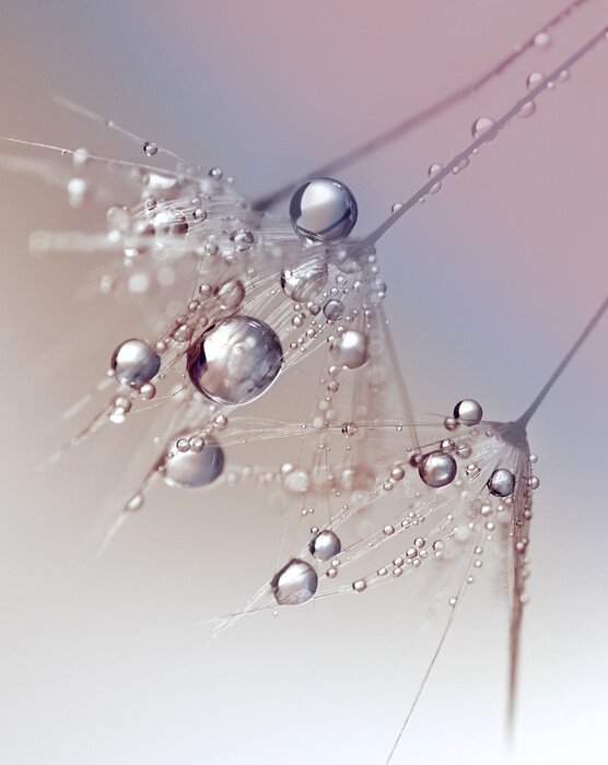 Poster Mooie dauw druppels op een paardebloem zaad macro. Mooie blauwe achtergrond. Grote gouden dauw druppels op een parachute paardenbloem. Zachte dromerige tender image artistieke vorm.